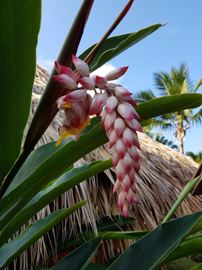 Solazul Acomodação com café da manhã Las Galeras Exterior foto