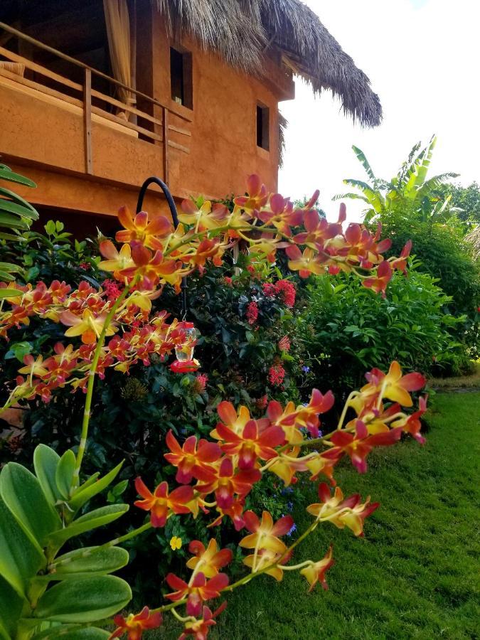 Solazul Acomodação com café da manhã Las Galeras Exterior foto