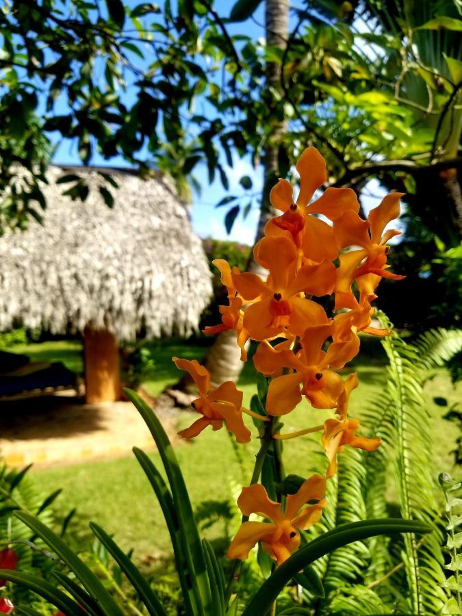 Solazul Acomodação com café da manhã Las Galeras Exterior foto