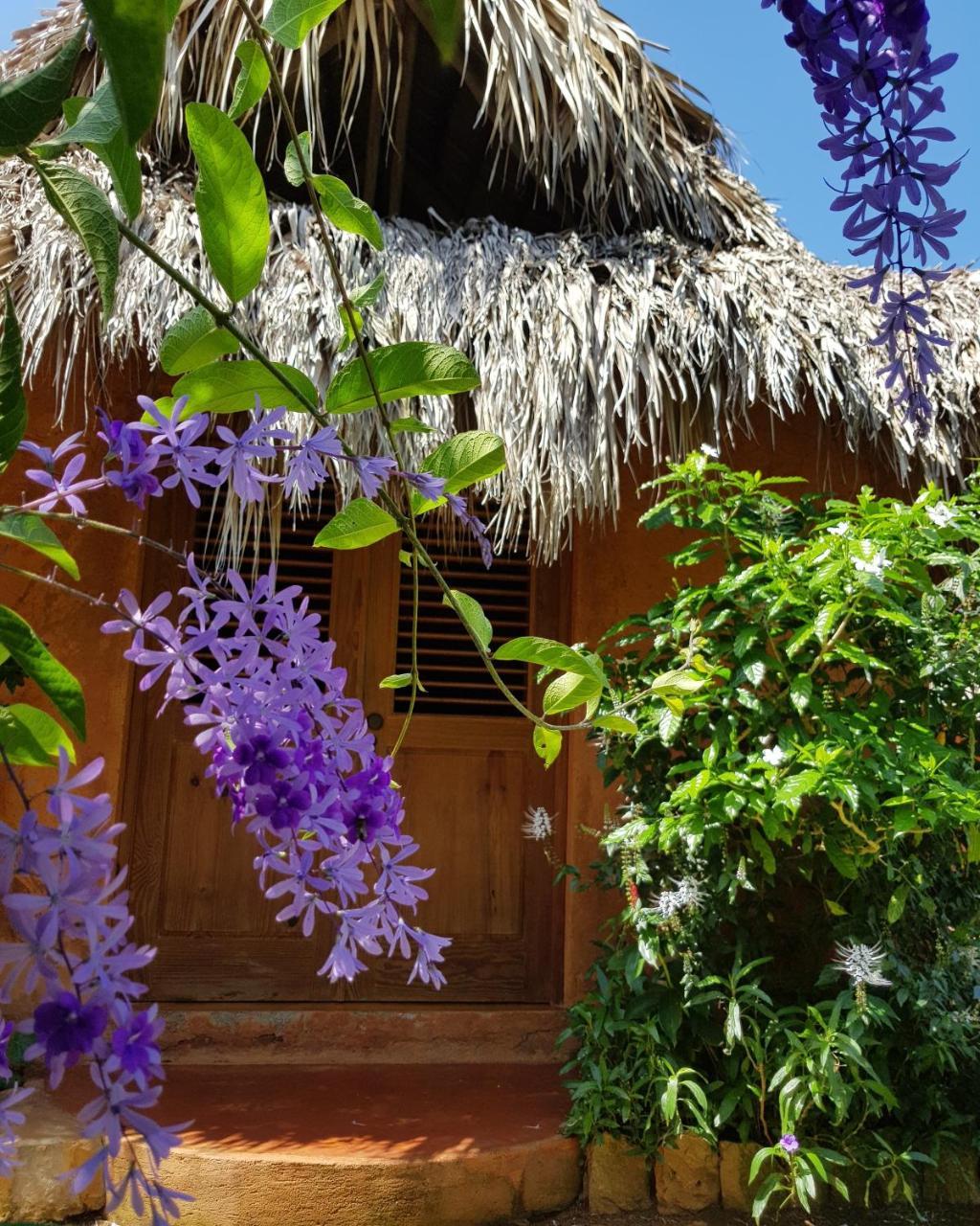 Solazul Acomodação com café da manhã Las Galeras Exterior foto
